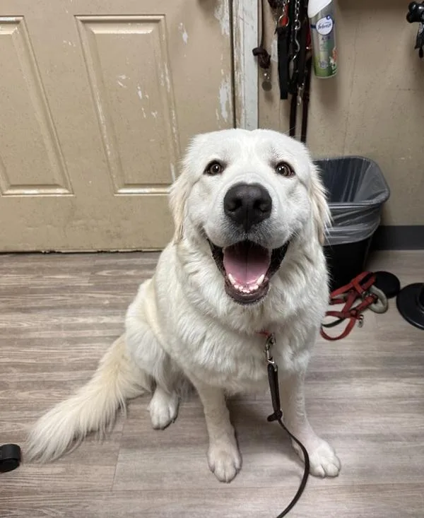 A young extra large-sized female Great Pyrenees dog named Angel for adoption in Oceanside, CA
