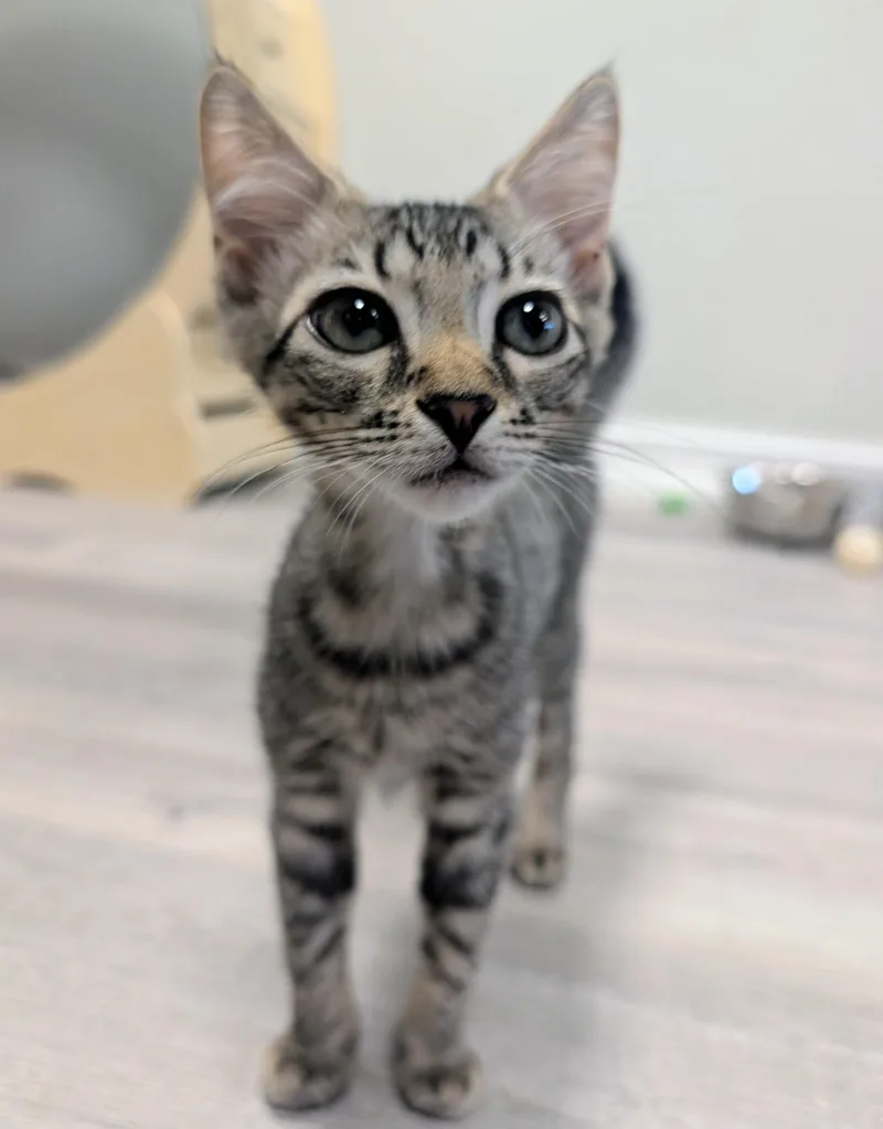 A baby medium-sized female Tabby (Brown / Chocolate) Domestic Short Hair cat named Kun for adoption in Palm Harbor, FL