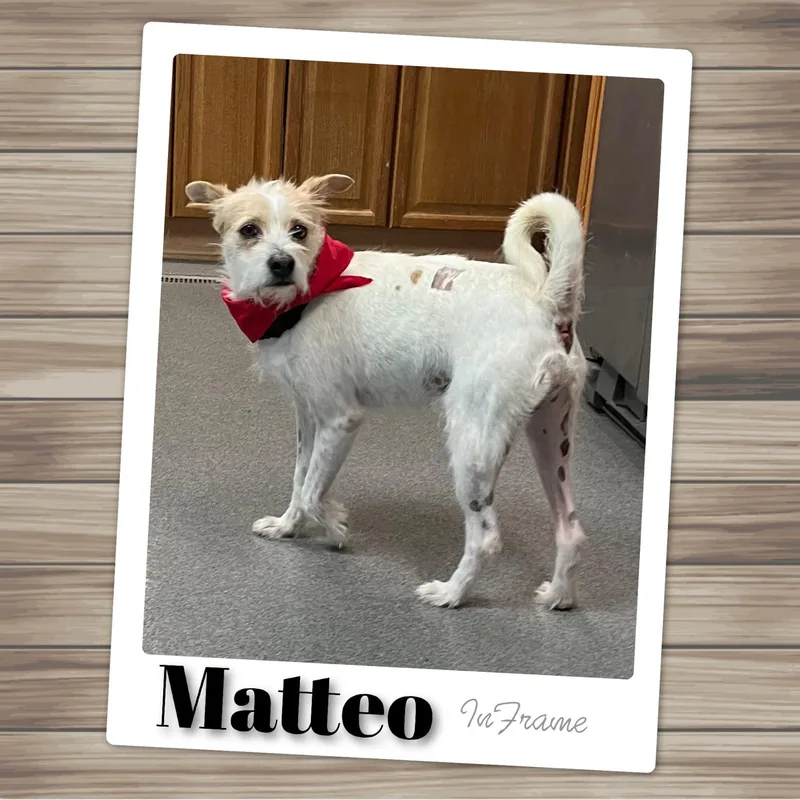 Mateo