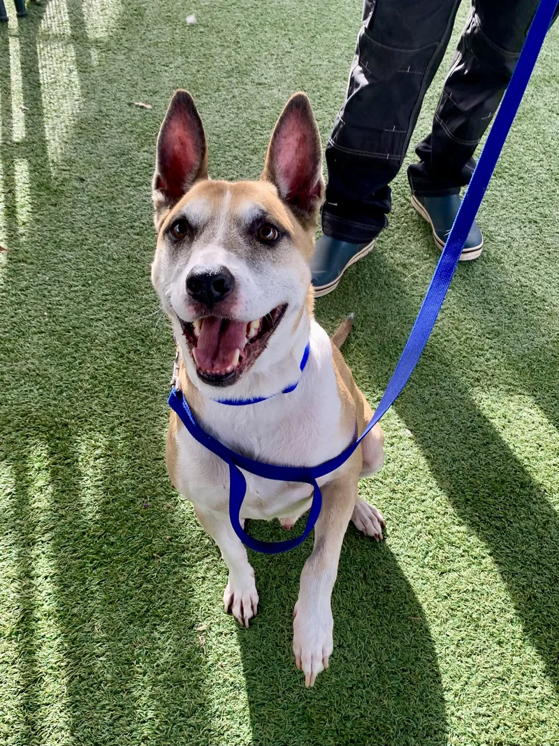 Brewster thumbnail 2