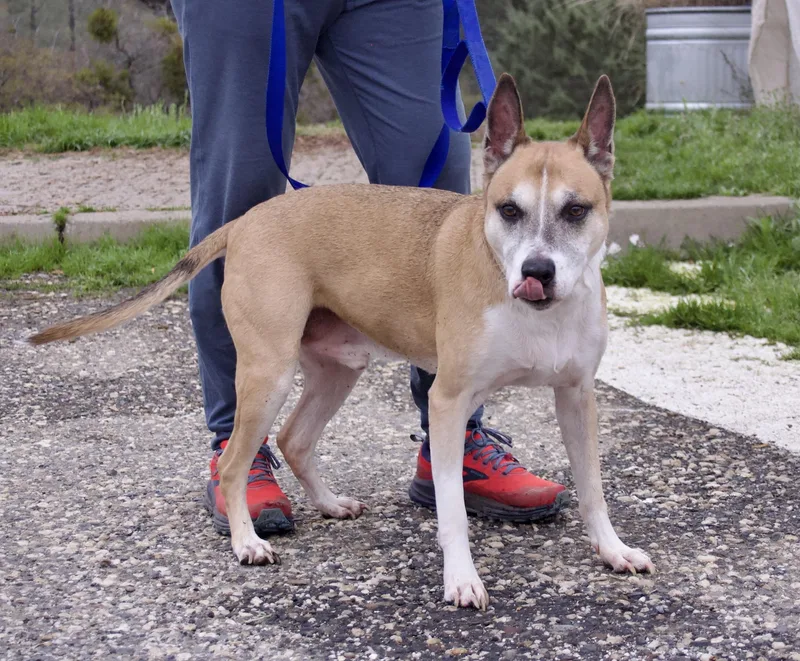 Brewster thumbnail 3