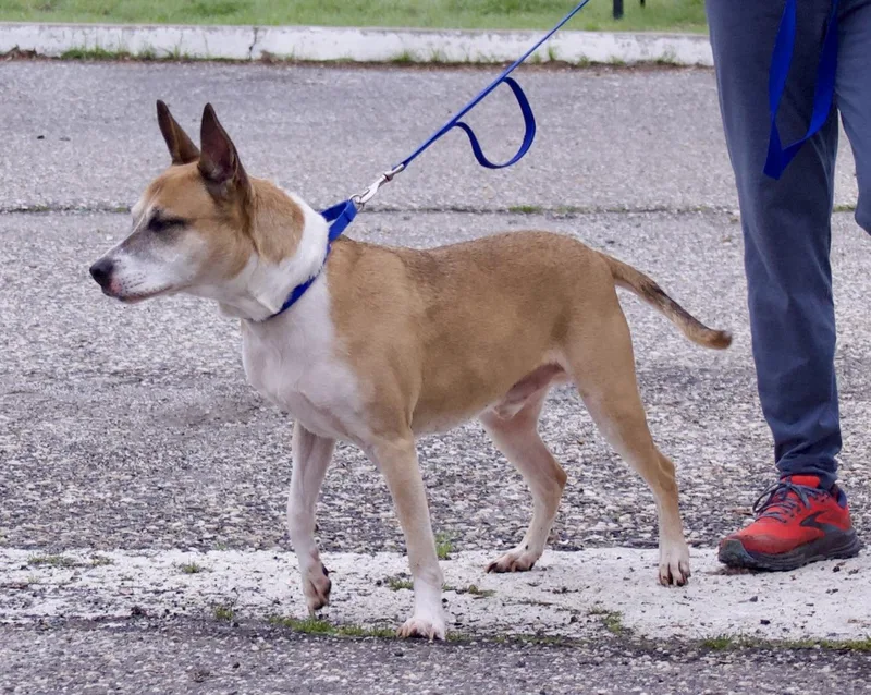 Brewster thumbnail 5