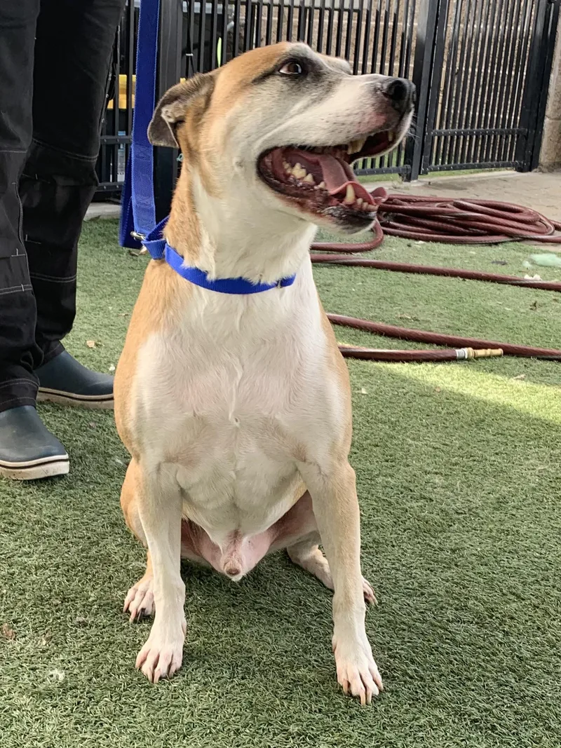 Brewster thumbnail 6