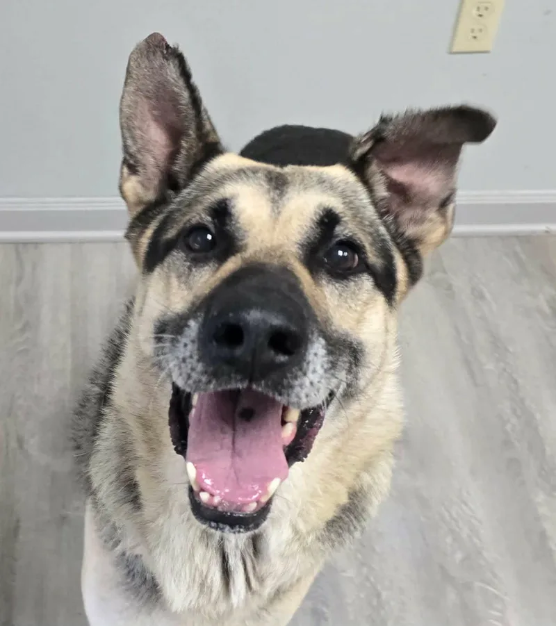 Enzo
