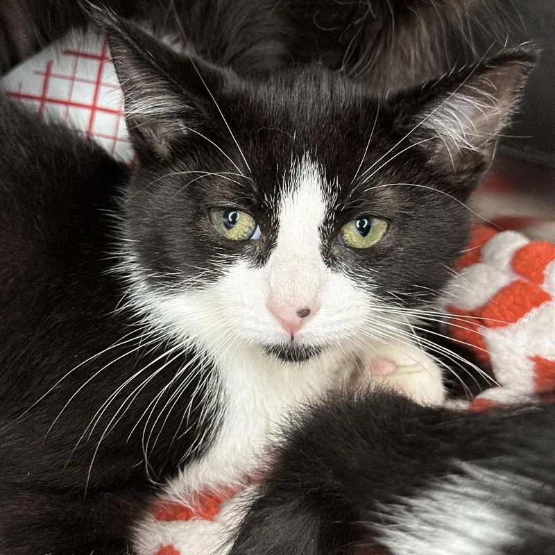 A baby small-sized female Black Domestic Short Hair cat named Nova for adoption in Matteson, IL