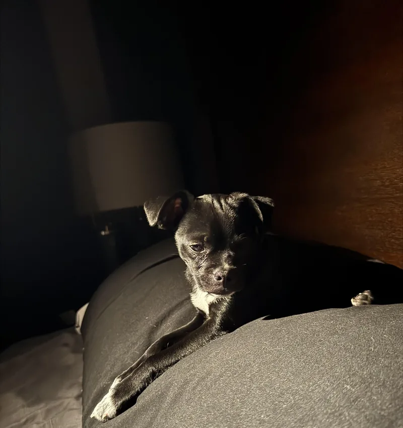 Oreo