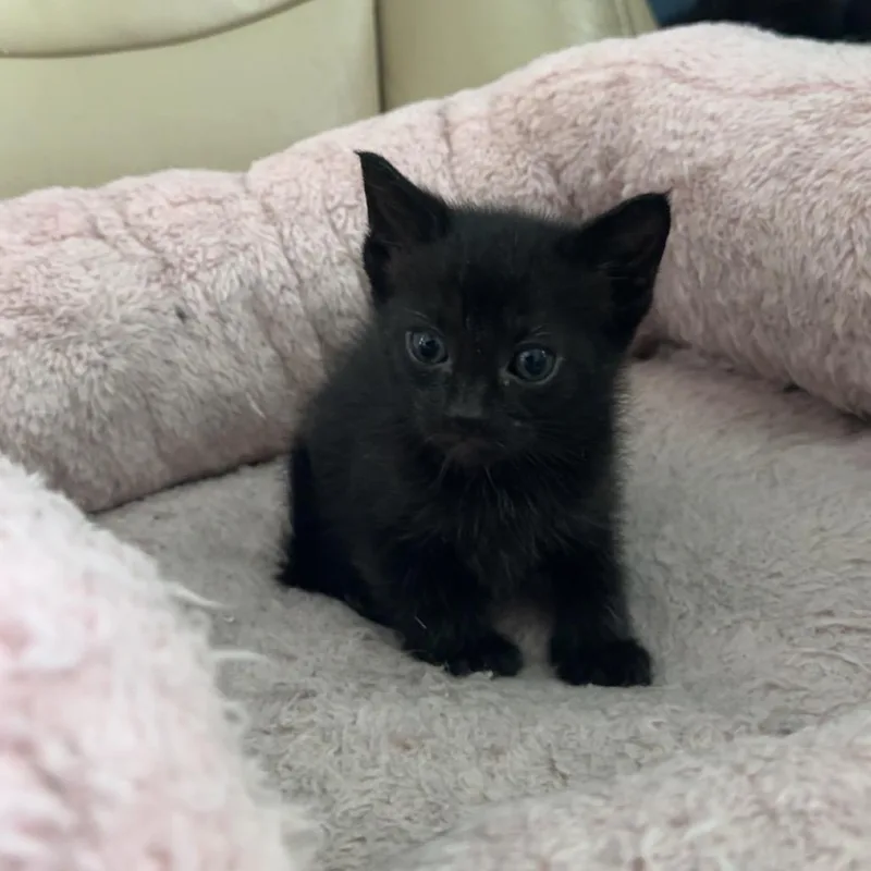 A baby small-sized female Black Domestic Short Hair cat named Queso for adoption in Middle Village, NY