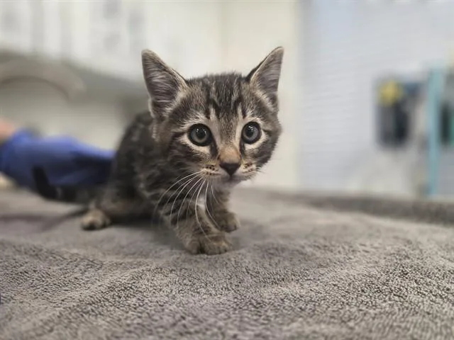 A baby small-sized male Domestic Short Hair cat named Bay for adoption in Antioch, CA