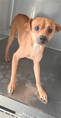 A young medium-sized male Terrier dog named Mascarita for adoption in Baldwin Park, CA