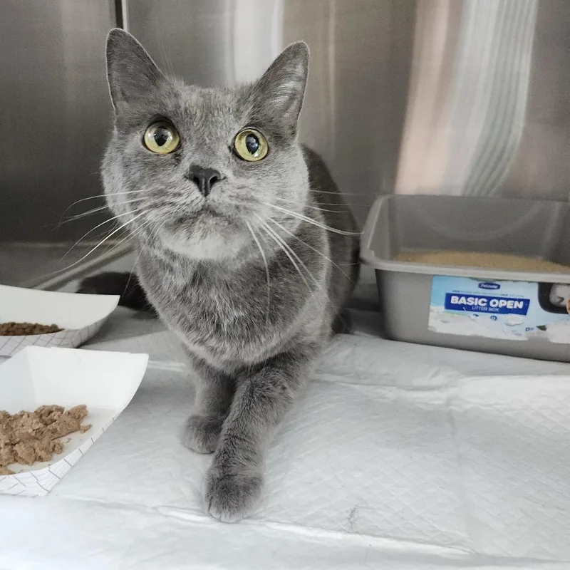 A senior medium-sized female Gray / Blue / Silver Domestic Short Hair cat named Shera for adoption in Clearwater, FL