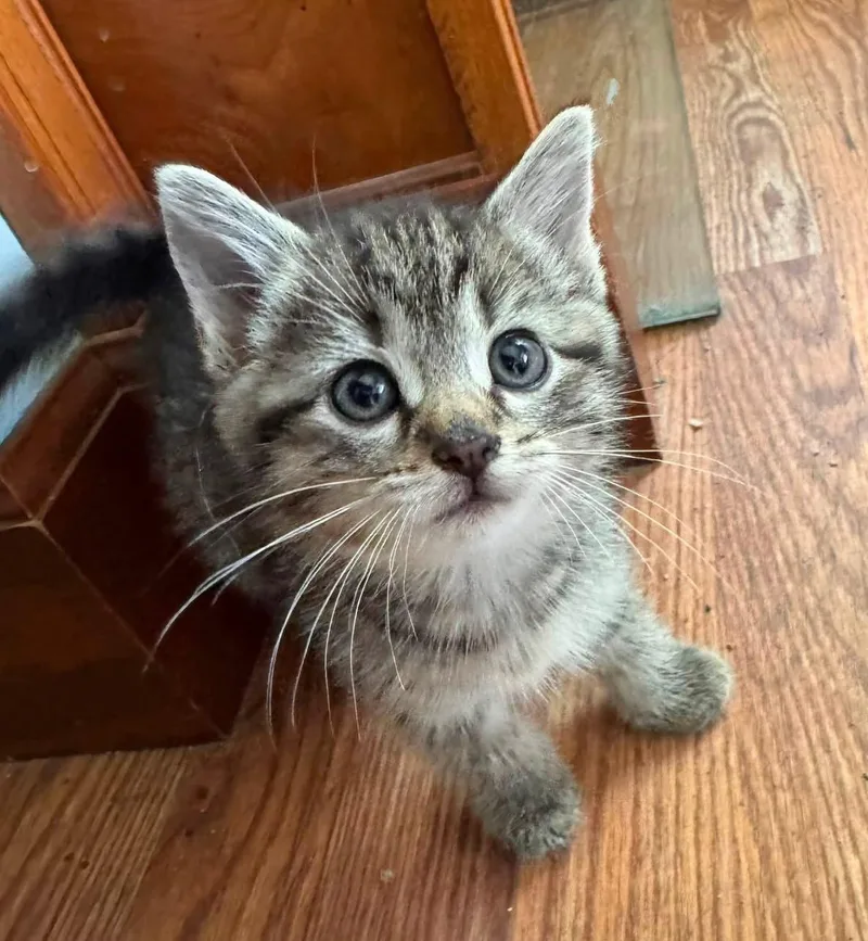 A baby medium-sized female Tabby cat named Rice Krispy for adoption in Germantown, OH