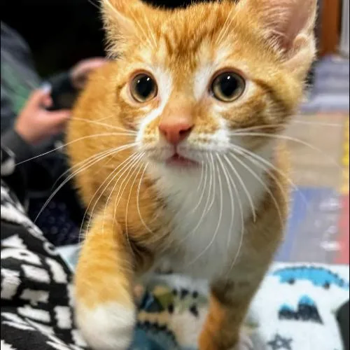 A baby small-sized male Domestic Short Hair cat named Cupid for adoption in Kenosha, WI