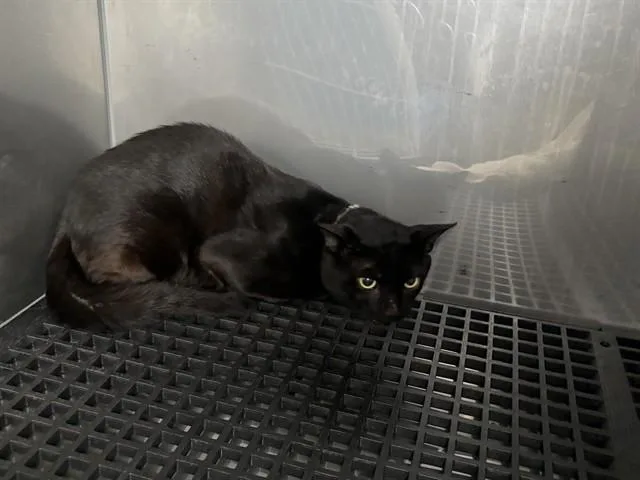 A young medium-sized male Domestic Short Hair cat named Frank for adoption in Naples, FL