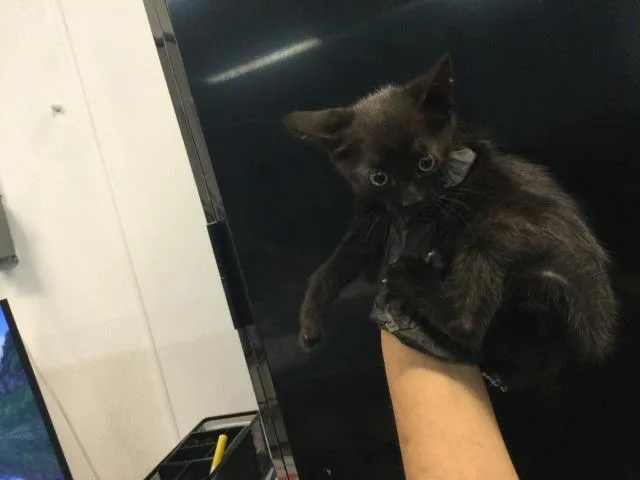 A baby small-sized female Domestic Short Hair cat named A for adoption in Thousand Palms, CA