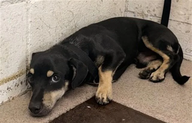 A young small-sized male Dachshund dog named Tyler for adoption in San Bernardino, CA