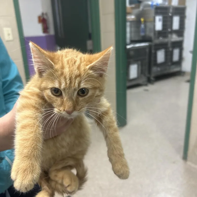 A baby small-sized male Orange / Red Domestic Short Hair cat named Fuego for adoption in Lewisburg, WV