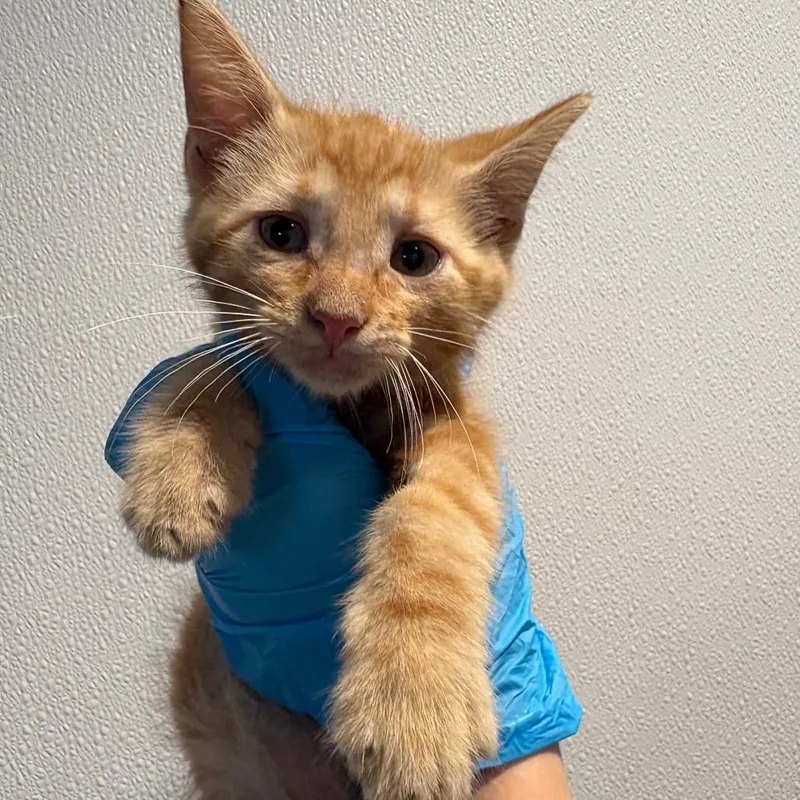 A baby small-sized male Orange / Red Domestic Short Hair cat named Caramel for adoption in Abilene, TX