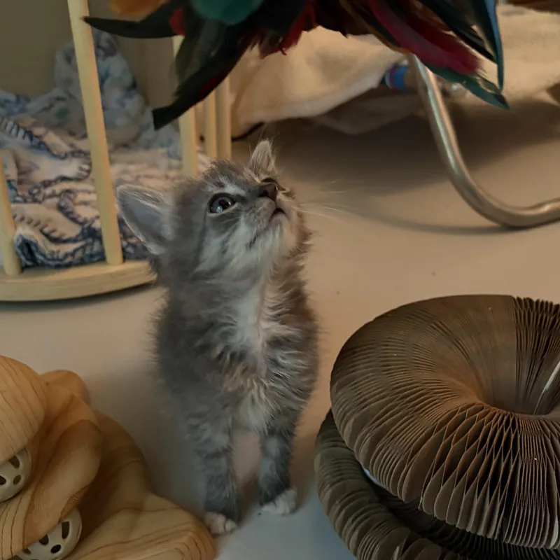 A baby medium-sized female Blue Cream Domestic Medium Hair cat named Katt for adoption in Hickory, NC
