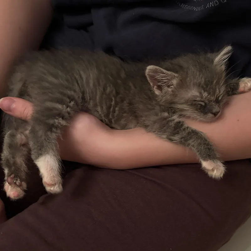 Katt thumbnail 6