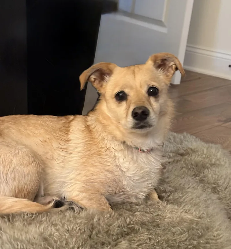 An adult small-sized female Yellow / Tan / Blond / Fawn Labrador Retriever dog named Sugarplum for adoption in Ocean View, DE
