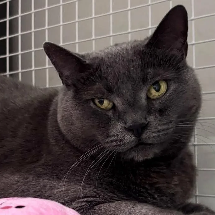 An adult large-sized female Gray / Blue / Silver Russian Blue cat named Coco for adoption in Middle Village, NY