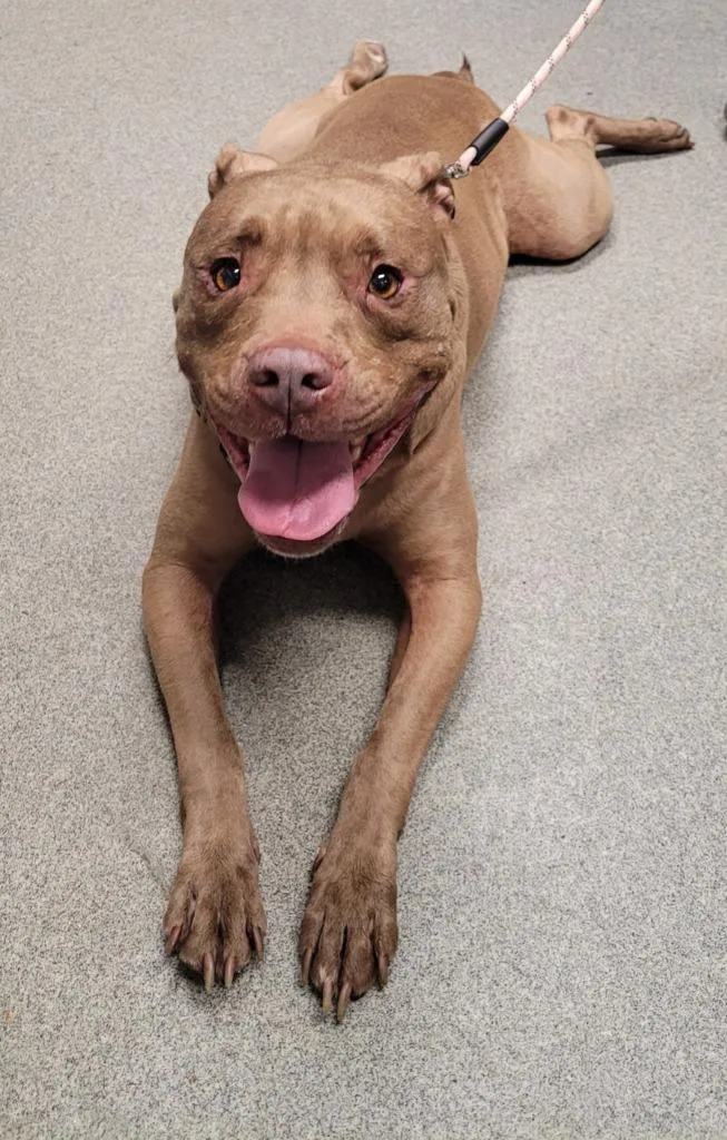 An adult large-sized male Pit Bull Terrier dog named Tysonjefferson for adoption in Hopkinsville, KY