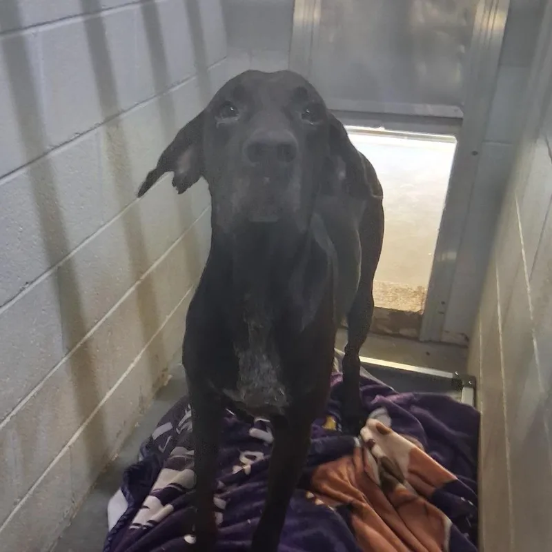 An adult medium-sized male Black Mixed Breed dog named Midnight for adoption in Summerville, SC