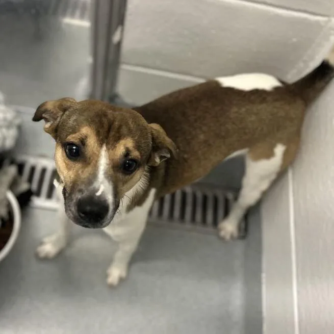 An adult small-sized male Brown / Chocolate Feist dog named Tweety for adoption in Spruce Pine, NC