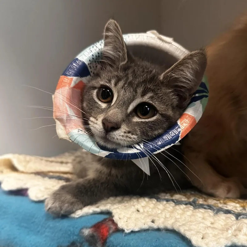 A baby small-sized male Gray / Blue / Silver Domestic Short Hair cat named Kylo Hen for adoption in Dearborn, MI
