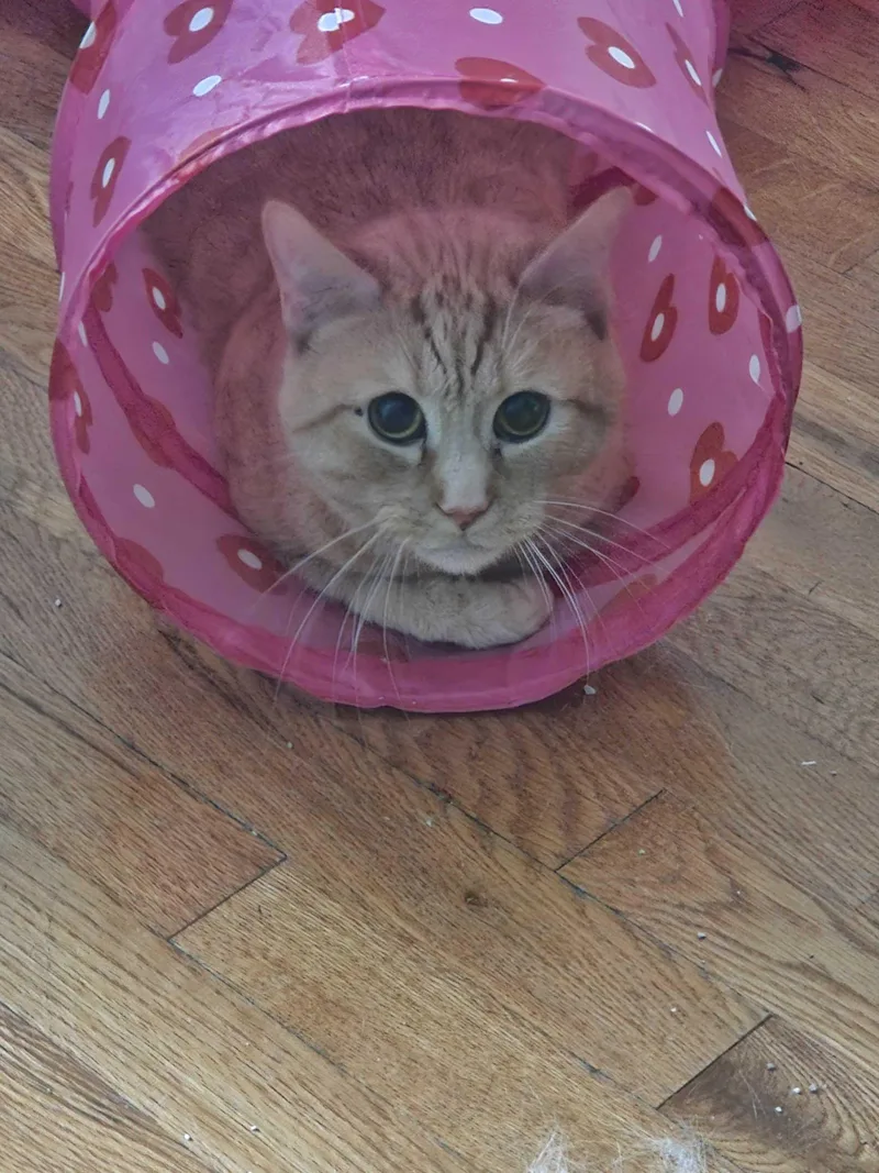 An adult medium-sized male Tabby (Orange / Red) Domestic Short Hair cat named Scotty for adoption in Waltham, MA