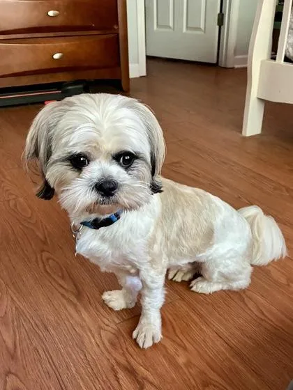 An adult medium-sized male Shih Tzu dog named Hurley for adoption in Lawrenceville, GA
