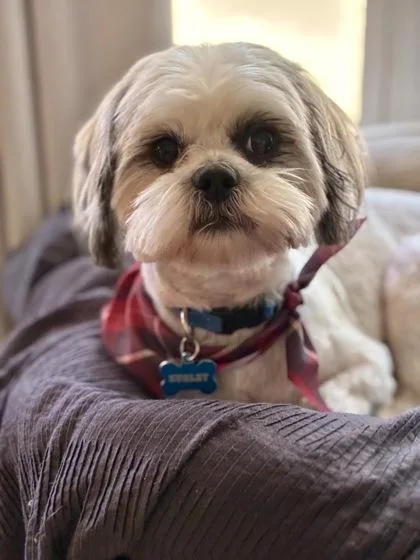 Hurley thumbnail 3