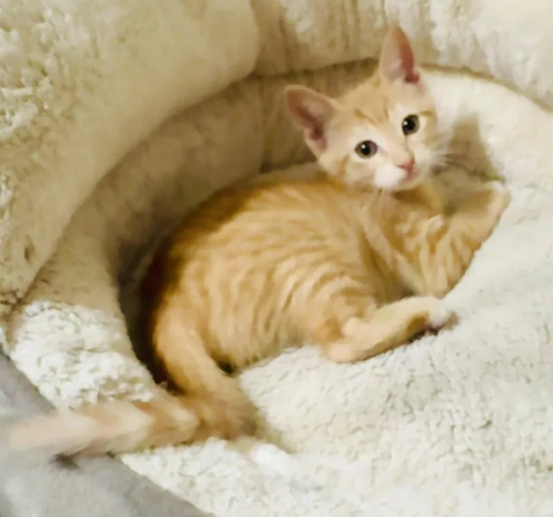 A baby medium-sized female Orange & White Tabby cat named Della for adoption in Pensacola, FL