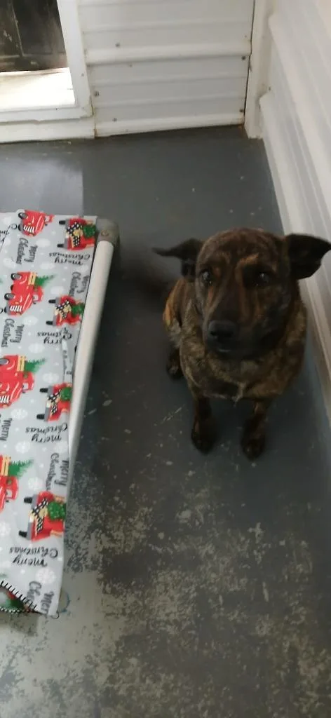 A young small-sized female Mixed Breed dog named Molly for adoption in Crocker, MO