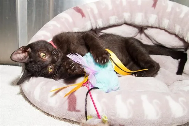A baby small-sized male Domestic Short Hair cat named Guapo Taco for adoption in Santa Monica, CA