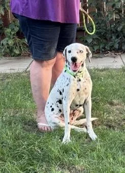 An adult medium-sized female White / Cream Dalmatian dog named Athena for adoption in Turlock, CA