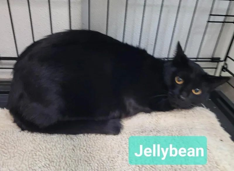 Jelly Bean