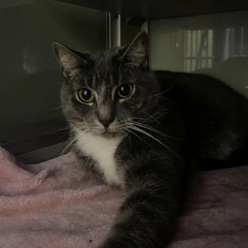 An adult medium-sized female Gray / Blue / Silver Domestic Long Hair cat named Silly for adoption in Walden, NY