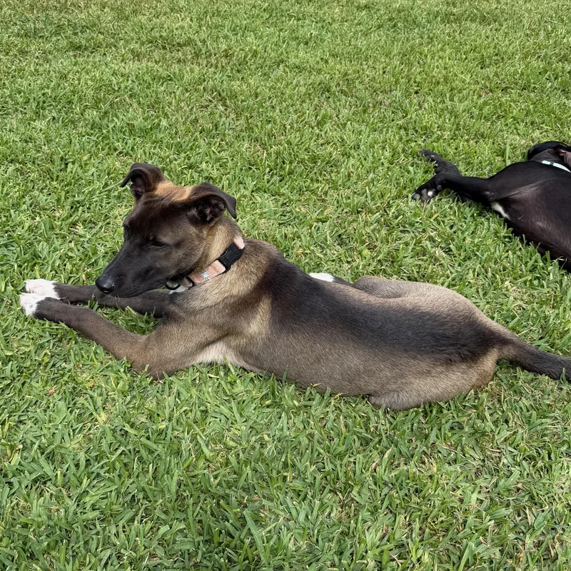 A baby medium-sized female Sable Belgian Shepherd / Malinois dog named Mara for adoption in Houston, TX