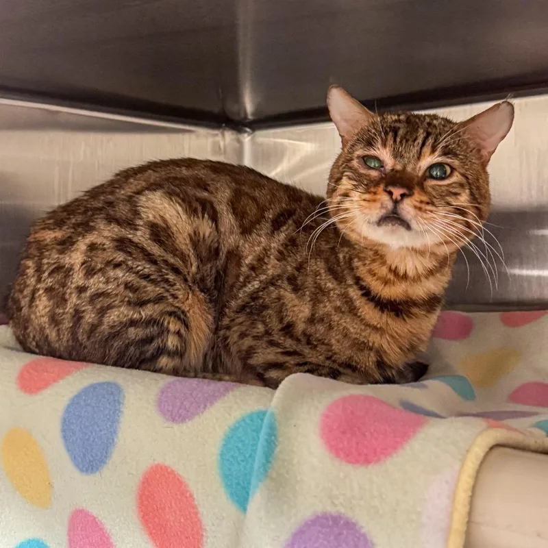 A young small-sized male Brown / Chocolate Bengal cat named Max for adoption in Kennebunk, ME