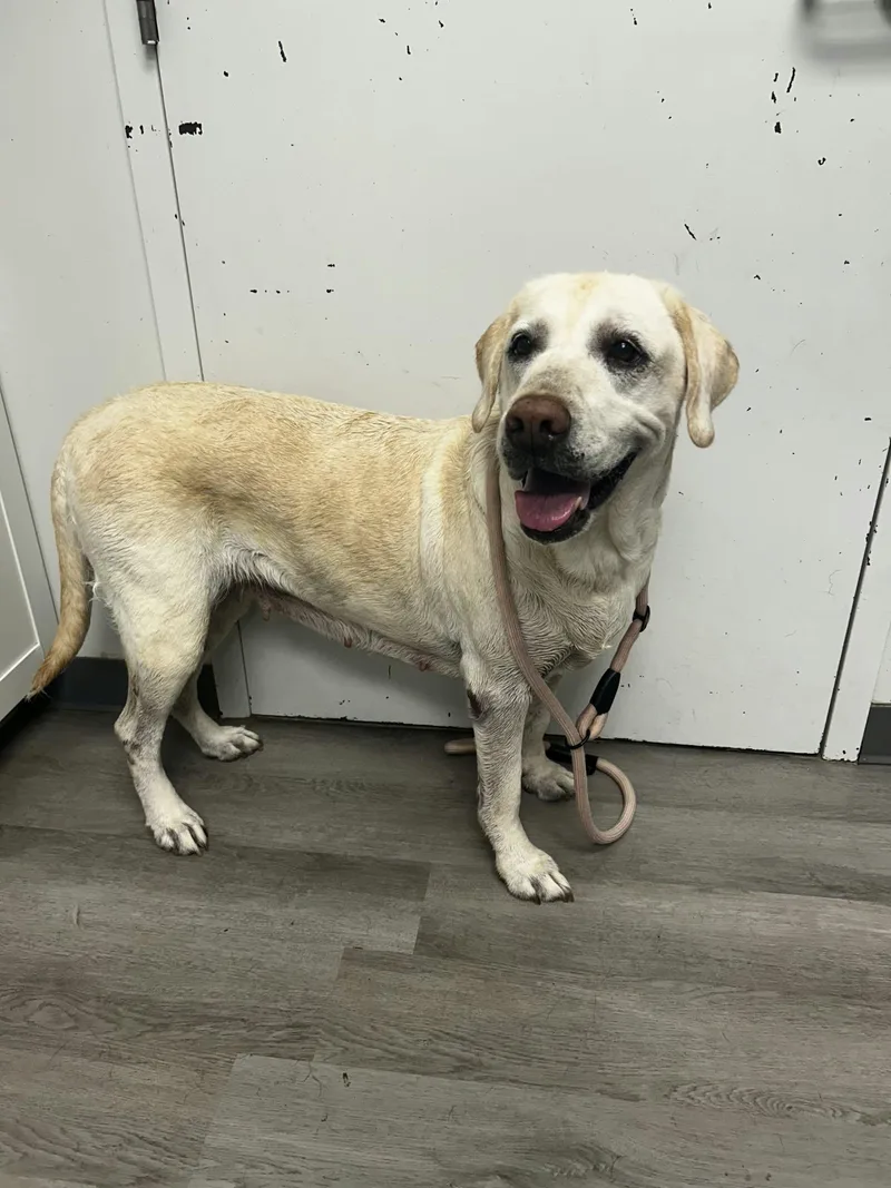 An adult large-sized female Yellow Labrador Retriever dog named Marley for adoption in Orange, VA