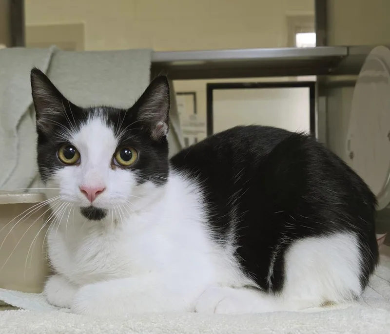 A baby medium-sized male Domestic Short Hair cat named Zebra Cake for adoption in Plover, WI