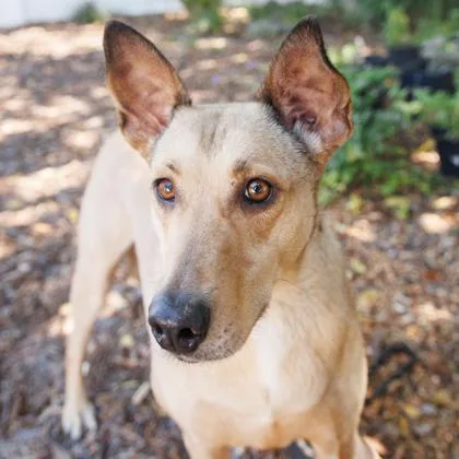 An adult large-sized female Mixed Breed dog named Autumn for adoption in Largo, FL