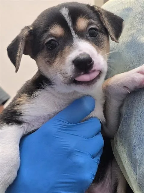 A baby small-sized female Pit Bull Terrier dog named A for adoption in Tucson, AZ