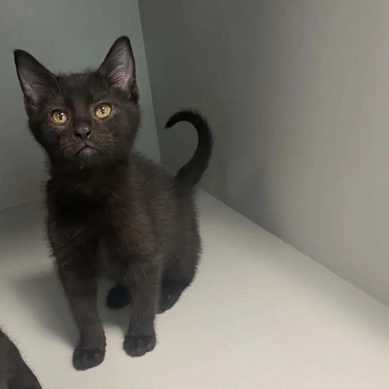 A baby medium-sized male Black Domestic Short Hair cat named Berry for adoption in Nevada, MO