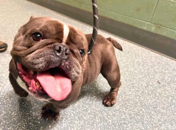 An adult medium-sized male American Bully dog named Toad for adoption in Novato, CA
