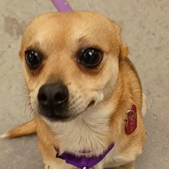 A young small-sized male Brown / Chocolate Chihuahua dog named Chaz for adoption in Voorhees, NJ