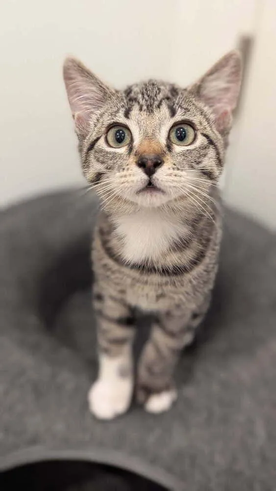 A baby small-sized male Black & White / Tuxedo Domestic Short Hair cat named Baby Beans for adoption in Vancouver, WA
