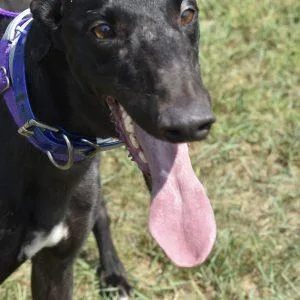 An adult medium-sized female Greyhound dog named Etta James for adoption in grandville, MI