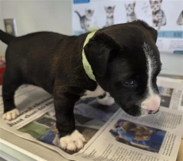 A baby small-sized male American Staffordshire Terrier dog named Joyeux for adoption in San Antonio, TX